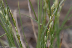 Carex silicea
