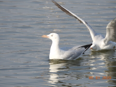Chroicocephalus genei