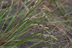 Carex silicea