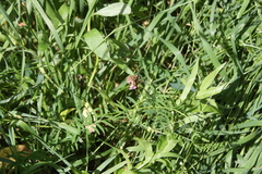 Vicia megalotropis