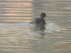 Tachybaptus ruficollis