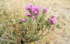 Castilleja exserta