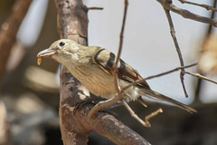 Pachycephala lanioides
