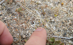 Nemacladus longiflorus