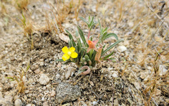 Camissoniopsis pallida