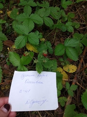 Fragaria vesca