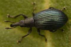 Perapion hydrolapathi