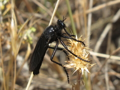 Dasypogon