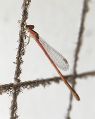 Agriocnemis pygmaea