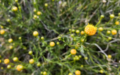 Acamptopappus sphaerocephalus