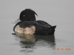 Aythya fuligula
