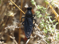 Dasypogon