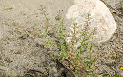 Lepidium lasiocarpum