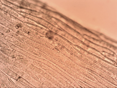 Schizymenium bryoides