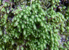 Schizymenium bryoides