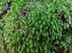 Schizymenium bryoides