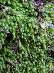 Schizymenium bryoides