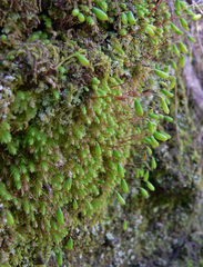 Schizymenium bryoides