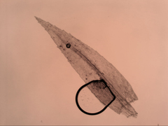 Schizymenium bryoides