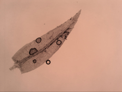 Schizymenium bryoides