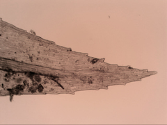 Schizymenium bryoides