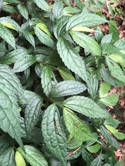 Elatostema cyrtandrifolium