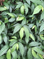 Elatostema cyrtandrifolium