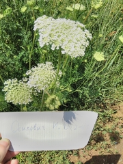 Daucus carota