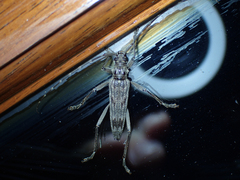 Elytrimitatrix undata