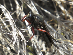 Dasypogon