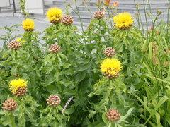 Centaurea macrocephala