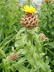 Centaurea macrocephala