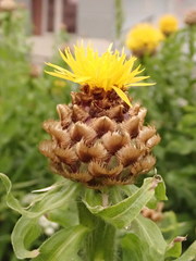 Centaurea macrocephala