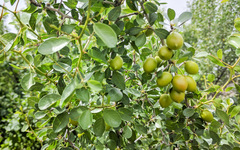 Pseudoziziphus parryi