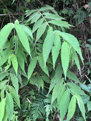 Callicarpa pilosissima