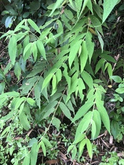 Callicarpa pilosissima