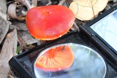 Hygrocybe polychroma