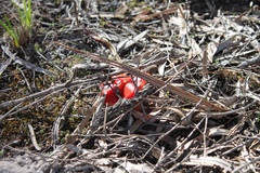 Hygrocybe polychroma