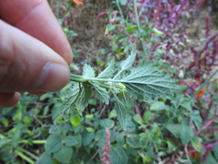 Leonotis nepetifolia nepetifolia