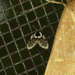 Lepiseodina conspicua