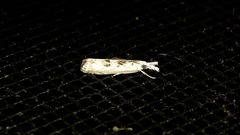 Microcrambus minor