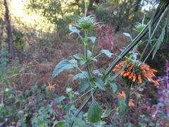 Leonotis nepetifolia nepetifolia