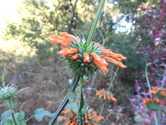 Leonotis nepetifolia nepetifolia