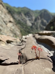 Dudleya cymosa pumila