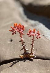 Dudleya cymosa pumila