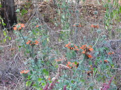 Leonotis nepetifolia nepetifolia