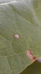Ceroplastes japonicus