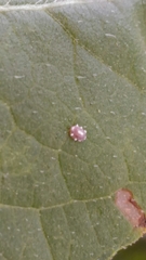 Ceroplastes japonicus