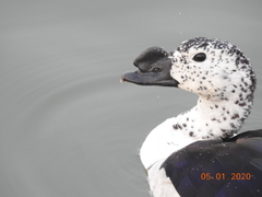 Sarkidiornis melanotos