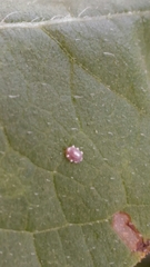 Ceroplastes japonicus
